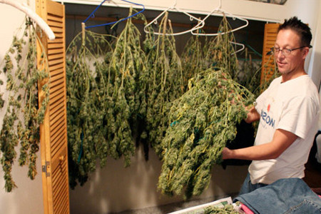 pousser du cannabis